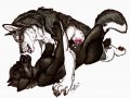 1317471926.wilczyca-darkwolf_1317426403.patrikthedog_v23433567878998o7y.jpg